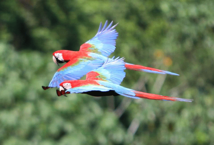 7 aves en extinción