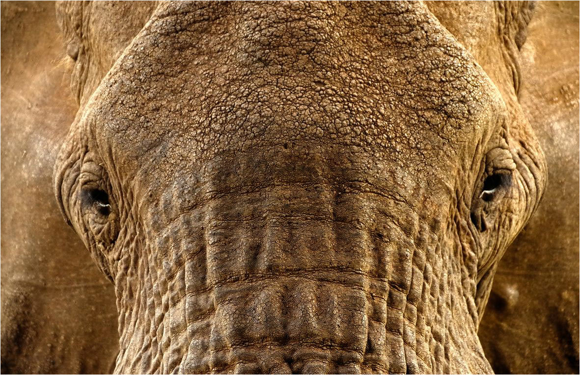 El elefante «podría extinguirse» en África para 2025