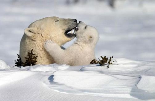 Ley en Francia reconoce a los animales como «seres vivos y sensibles»