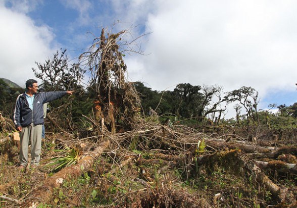 Trópico perdió 85 por ciento de bosques por deforestación
