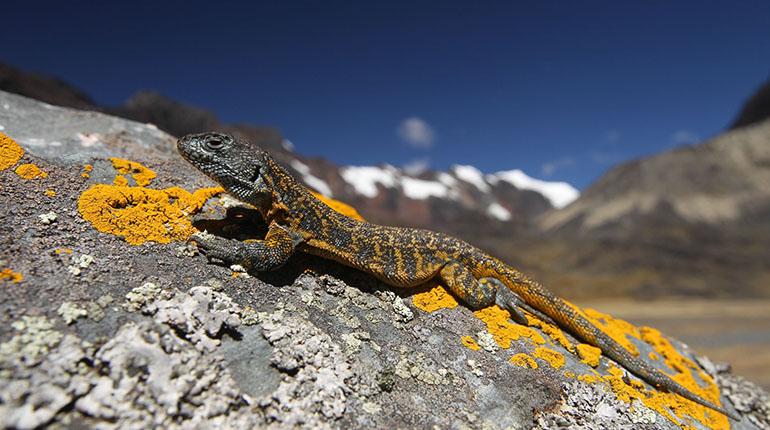 Siete nuevas especies fueron halladas en el parque Madidi y son únicas en el mundo