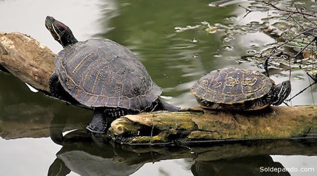 En Beni decomisan 50.000 huevos de tortugas de río en menos de un mes