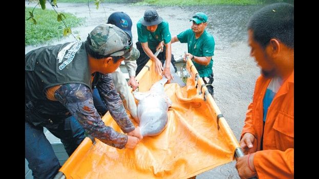 Rescatistas salvan a dos de los siete bufeos atrapados en río Negro