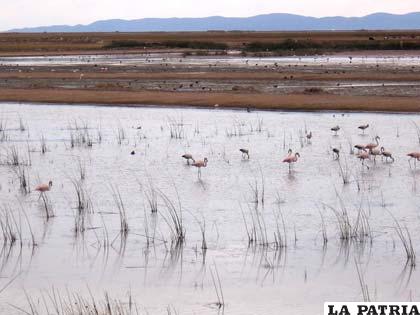 Contaminación minera en lagos afecta a las especies acuáticas
