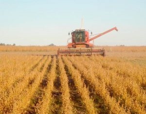 Altas temperaturas en el oriente afectan a la producción de soya